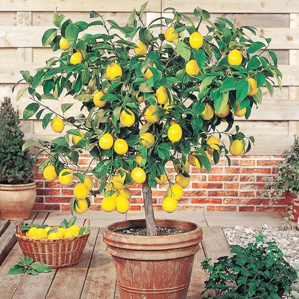 All Things 🍋Lemon Collection - Picture 7 of 12
